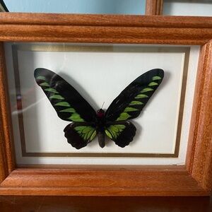 Framed Green and Black Butterfly Display